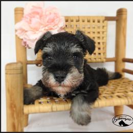 AKC 26011 - Salt and pepper male Miniature Schnauzer puppy in Mount Airy, Georgia from Miniature Schnauzers GA, LLC