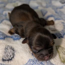 Nico - Red and tan male Shih Tzu puppy in Port Huron, Michigan from Shih Tzu Cottage