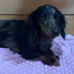 Indy - Dapple female Dachshund puppy in Rutherfordton, North Carolina from Mountain Farm Dachshunds