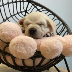 Labrador Retriever Puppies from BellaVista Labradors LLC