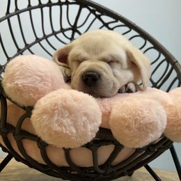 Labrador Retriever Puppies from BellaVista Labradors LLC