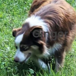 Ginger - Australian Shepherd