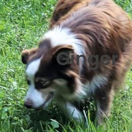 Ginger - Australian Shepherd