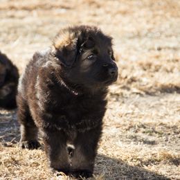 German Shepherd Puppies from Journey's German Shepherds (Kennel Vom Himmel)