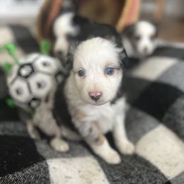 Miniature American Shepherd Puppies from Wigglebottom Shepherds