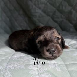 Uno - Cream male Dachshund puppy in Michigan from Hidden Haven Dachshunds