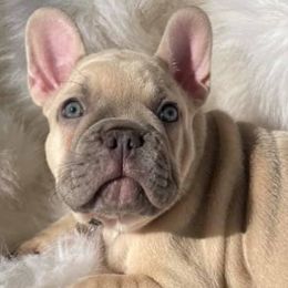 French Bulldogs from Sweet Dream French Bulldogs