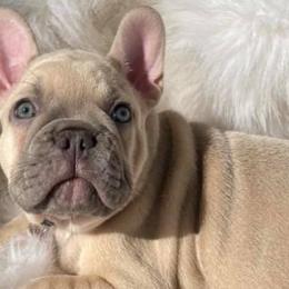 French Bulldogs from Sweet Dream French Bulldogs