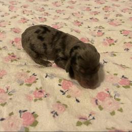 Dachshund Puppies from L & J Kennel
