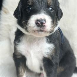 Aussiedoodle and Miniature Australian Shepherd Puppies from The Finished Dog