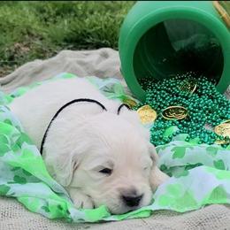 Mr. Black - Light golden male Golden Retriever puppy in Campton, Kentucky from ElkRidge Goldens