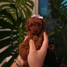 Mocha - Red  female Poodle puppy in Miami, Florida from COFFEE’S HEARTLINE POODLES