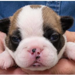Scotty - Seal brindle and white male Boston Terrier puppy in Powell Butte, Oregon from RVF Boston Terriers