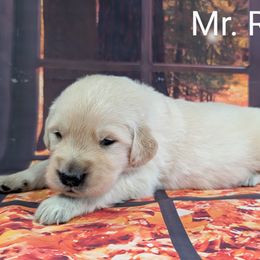 Goldendoodle, Golden Retriever, Labradoodle, and Labrador Retriever Puppies from Robertson's Retrievers and Doodles