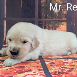 Goldendoodle, Golden Retriever, Labradoodle, and Labrador Retriever Puppies from Robertson's Retrievers and Doodles