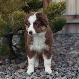 Dakota - Red tri-color female Miniature American Shepherd puppy in Verdi, Nevada from EverSummer Minis