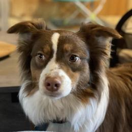 Australian Shepherds from Chilly Peckers Farm