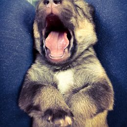 Native American Indian Dog Puppies from Seven Sisters Canids