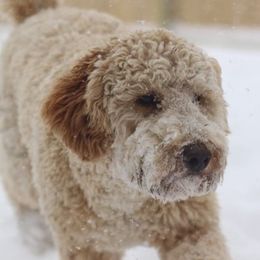 Goldendoodles from Golden Rivers Doodles