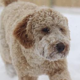 Goldendoodles from Golden Rivers Doodles