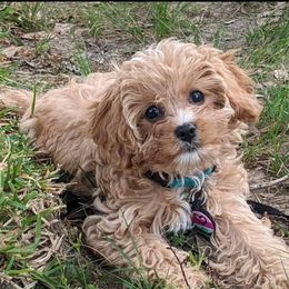 Bernedoodle, Cavapoo, Cockapoo, and Goldendoodle Puppies from Farquharson's Poodles&Doodles