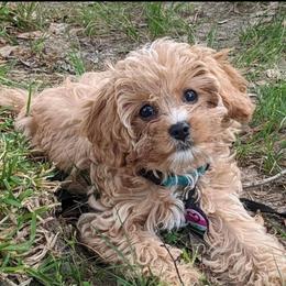 Bernedoodle, Cavapoo, Cockapoo, and Goldendoodle Puppies from Farquharson's Poodles&Doodles