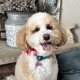 Skye - Sheepadoodle