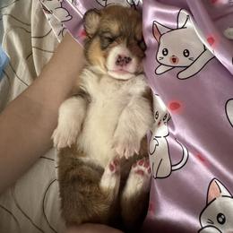 Pembroke Welsh Corgi Puppies from Sugarbush Corgis