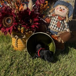 Red Collar - Black male English Cocker Spaniel puppy in Ohatchee, Alabama from Otter Creek Kennels