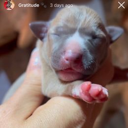 Maple - Blue fawn female Italian Greyhound puppy in Southwest Florida, Florida from Woofford Italian Greyhounds