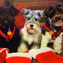 Miniature Schnauzer Puppies from Alves Miniature Schnauzers