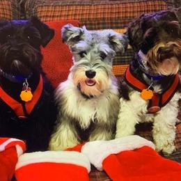 Miniature Schnauzer Puppies from Alves Miniature Schnauzers