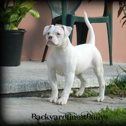 American Bulldog and French Bulldog Puppies from BackyardfinestBullys