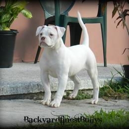 American Bulldog and French Bulldog Puppies from BackyardfinestBullys
