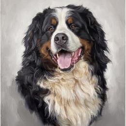 Bernese Mountain Dog puppies from Joan's Bernese Mountain Dogs
