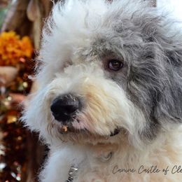 Teddy - Old English Sheepdog