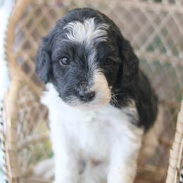 Sawyer - Black male Labradoodle puppy in Crete, Nebraska from Doodles & Co