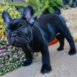 Sky - Black male French Bulldog puppy in Ben Lomond, Arkansas from Miesha Carver's Bulldogs