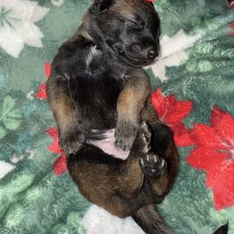 Gray Collar - Fawn sable male Belgian Malinois puppy in Trenton, Georgia from Laeknir K9