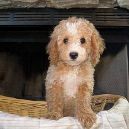 Dopey - Red  male Poodle puppy in Akeley, Minnesota from Blessed Acres Miniature Poodles