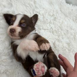 Mojo JoJo - Red tri male Miniature Australian Shepherd puppy in Greenville, Ohio from Arnold’s Aussies