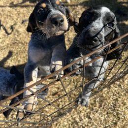 Bluetick Coonhound Puppies from The Boneyard Country Kennels