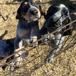 Bluetick Coonhound Puppies from The Boneyard Country Kennels