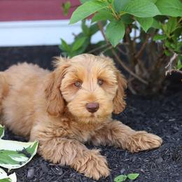 Ray - Caramel male Australian Labradoodle puppy in Williamstown, New York from Lewis Manor Labradoodles