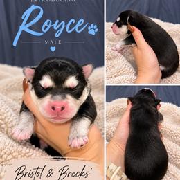 Royce - Black and white male Pomsky puppy in Philadelphia, Missouri from Mississippi River Pomskies