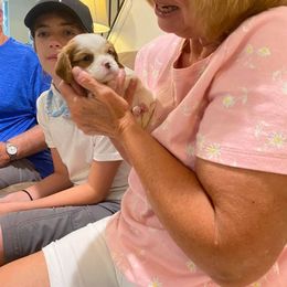 Cavalier King Charles Spaniel Puppies from CK Cavaliers