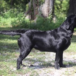 Bailey - Black female Labrador Retriever puppy in Williston, Florida from Royal K Labradors