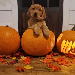 Golden Retriever Puppies from Charmed Golden Retrievers