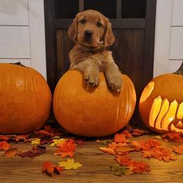 Golden Retriever Puppies from Charmed Golden Retrievers