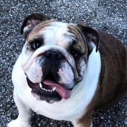Bulldogs and French Bulldogs from Romanov’s  Bulldogs